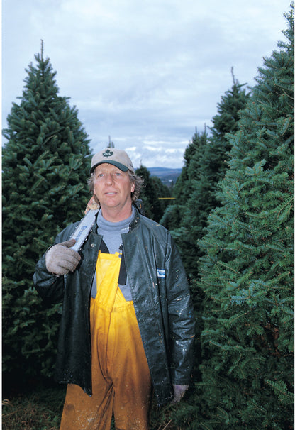 Real Christmas Trees Delivered 7 Foot Premium Balsam-Fraser Fir Hybrid